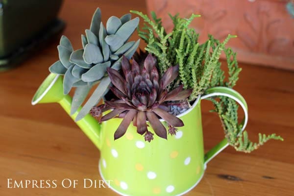 Bright green watering can with succulent plants.