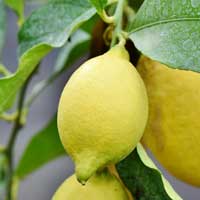 Lemon