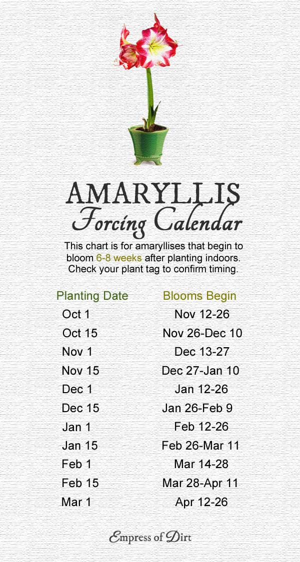Amaryllis forcing calendar showing when to plant for blooms by a specific date. 