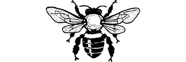 Take the Bee Quiz and test your bee smarts!
