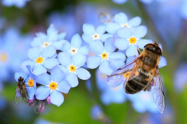 Bee and fly on forget-me-not flowers.
