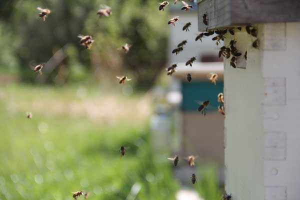 Honey bees approaching wooden hive. 