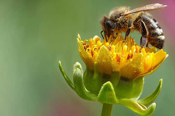 bee on yellow flower