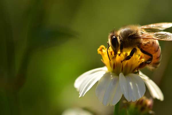 Bee collecting nectar and pollen from a flower in the garden. 