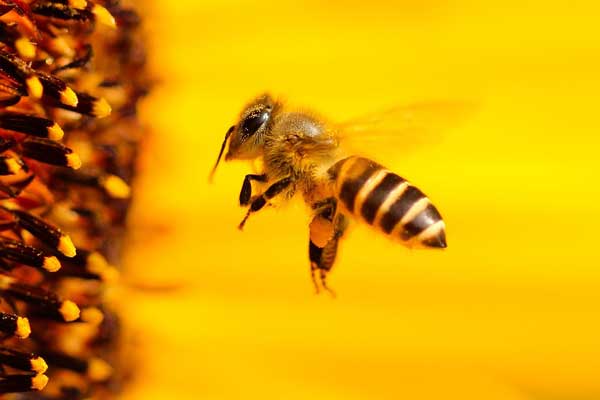 Bee approaching pollen on flower. 