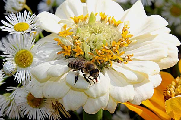 Bee collecting pollen on flower. 