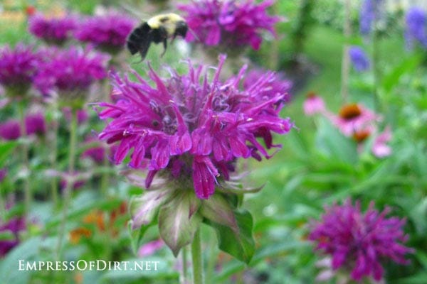 Bee at allium flowers. 