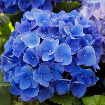 Blue hydrangea flower.