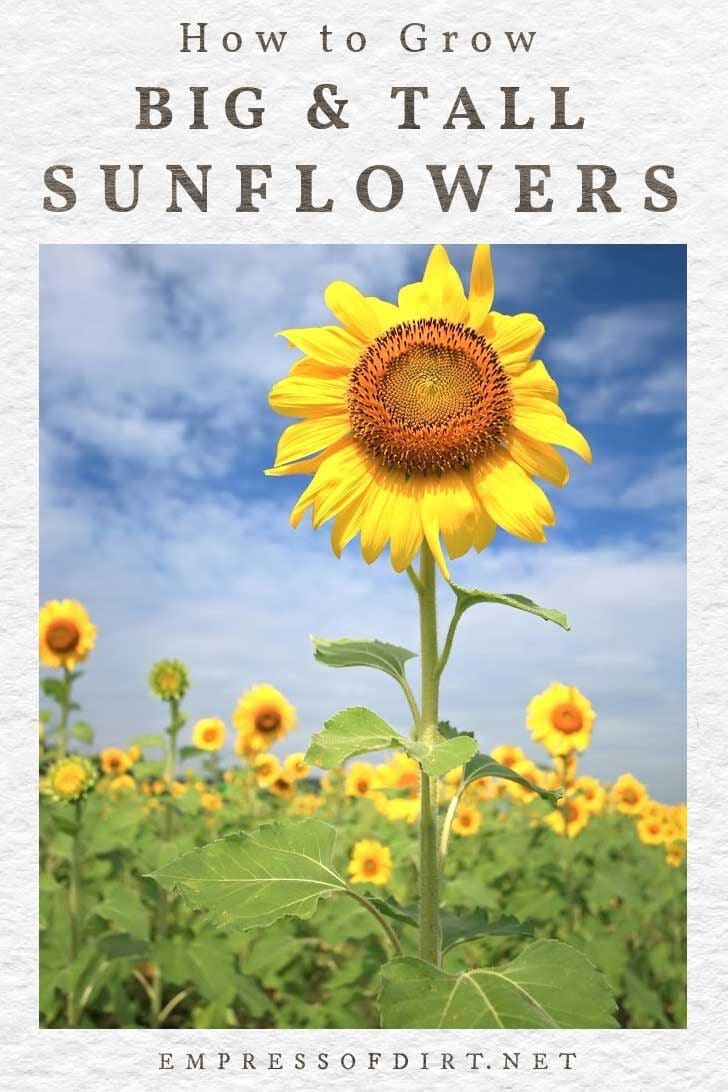 Tall sunflower in a field.