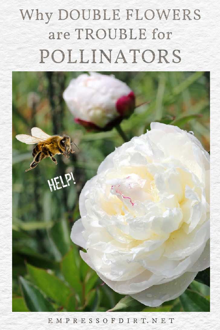 Double peony flower with bee