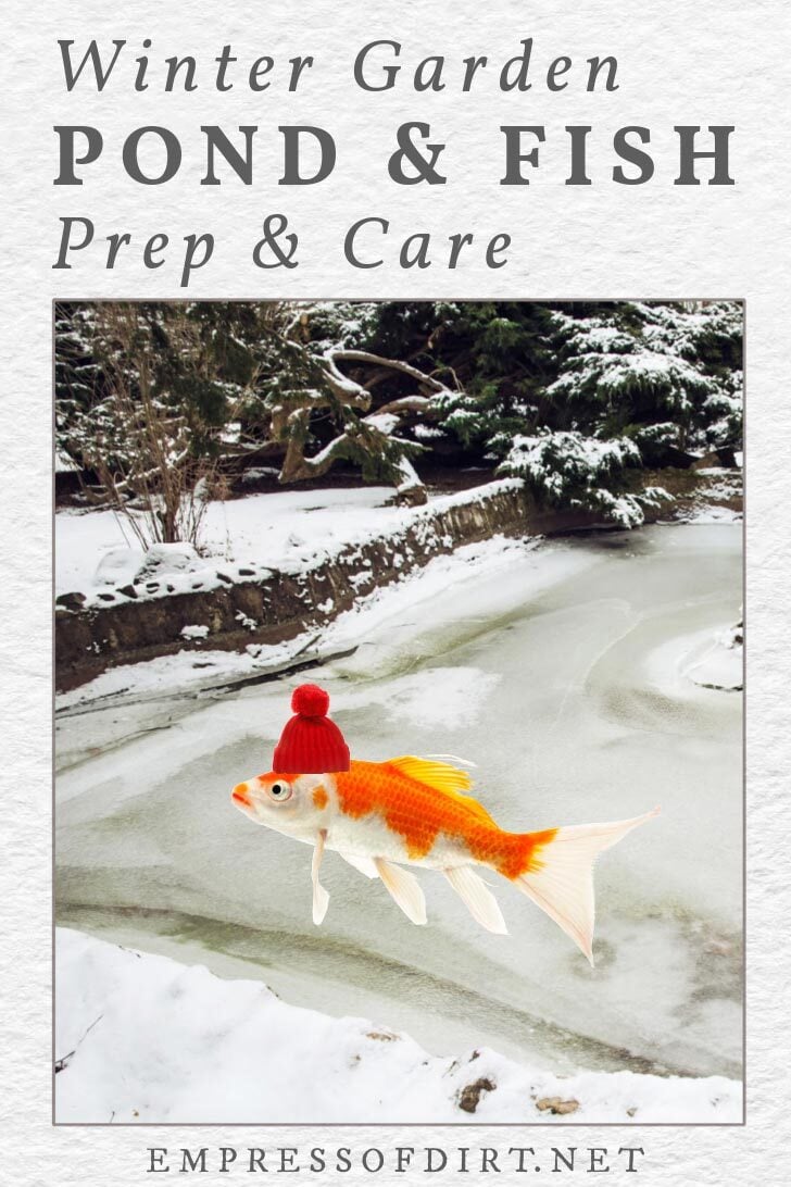 Goldfish wearing a red hat near a winter garden pond.