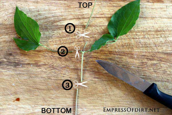 Diagram indicating cut locations on clematis stem.