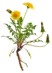 Dandelion plant with yellow flowers, leaves, and long taproot.