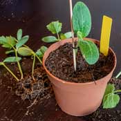 Starting seeds in pots. 