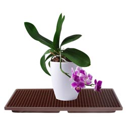 Potted orchid plant on drip tray. 
