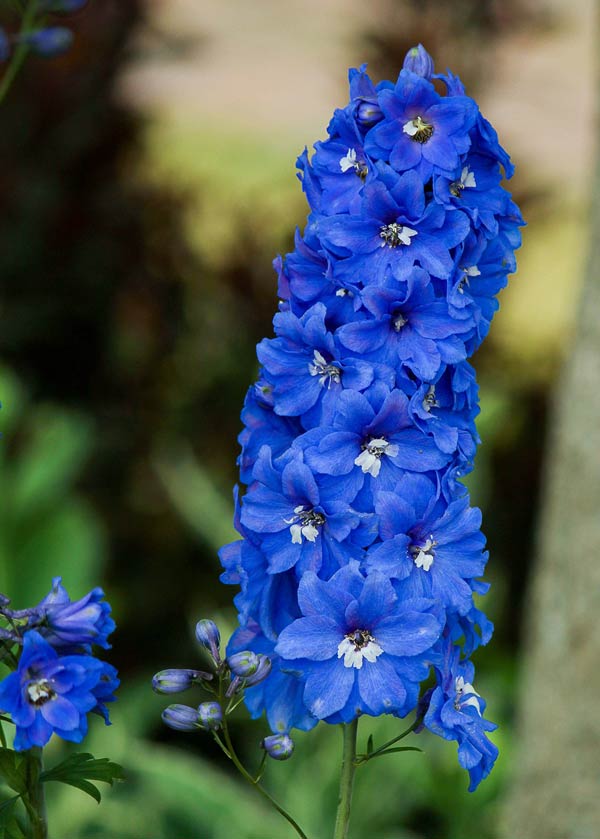 Delphinium seeds - If you love delphiniums and wish the beautiful, tall, blue flowers would last throughout the summer. They do not, of course, but with this simple tip, you can actually get these gorgeous, flowering giants to bloom a second time within the same growing season. Delphinium seeds - If you love delphiniums and wish the beautiful, tall, blue flowers would last throughout the summer. They do not, of course, but with this simple tip, you can actually get these gorgeous, flowering giants to bloom a second time within the same growing season.