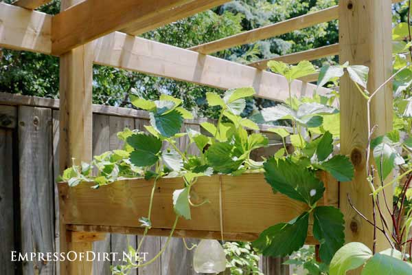 Strawberry plants growing in arbor planter boxes. 