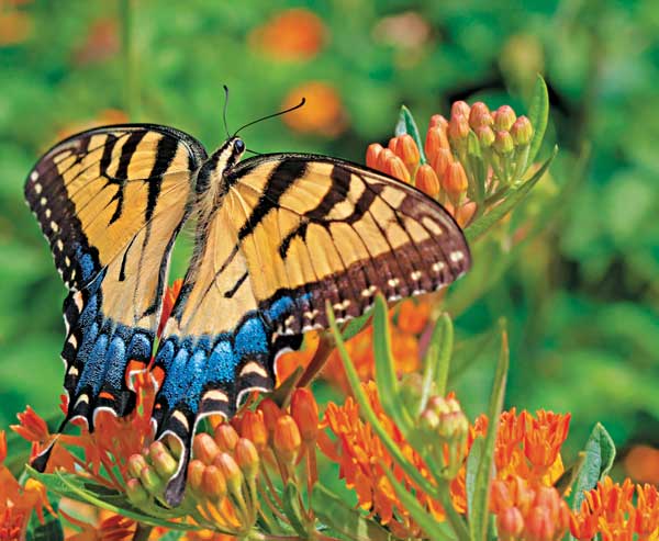 Eastern Tiger Swallowtail - image by Shutterstock