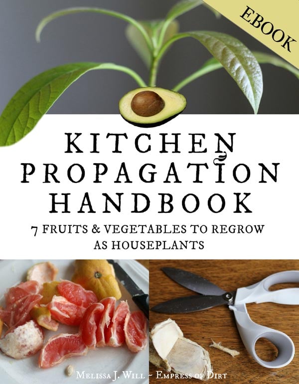 Kitchen Propagation Handbook | 7 Fruits and Vegetables to Regrow as Houseplants