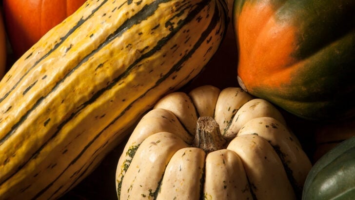 Assorted squashes ready for curing.