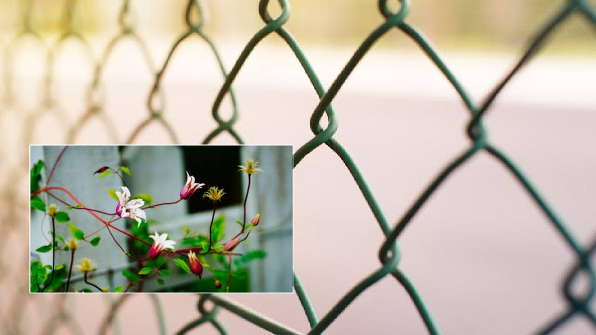 Chain link fence and flowering vine.