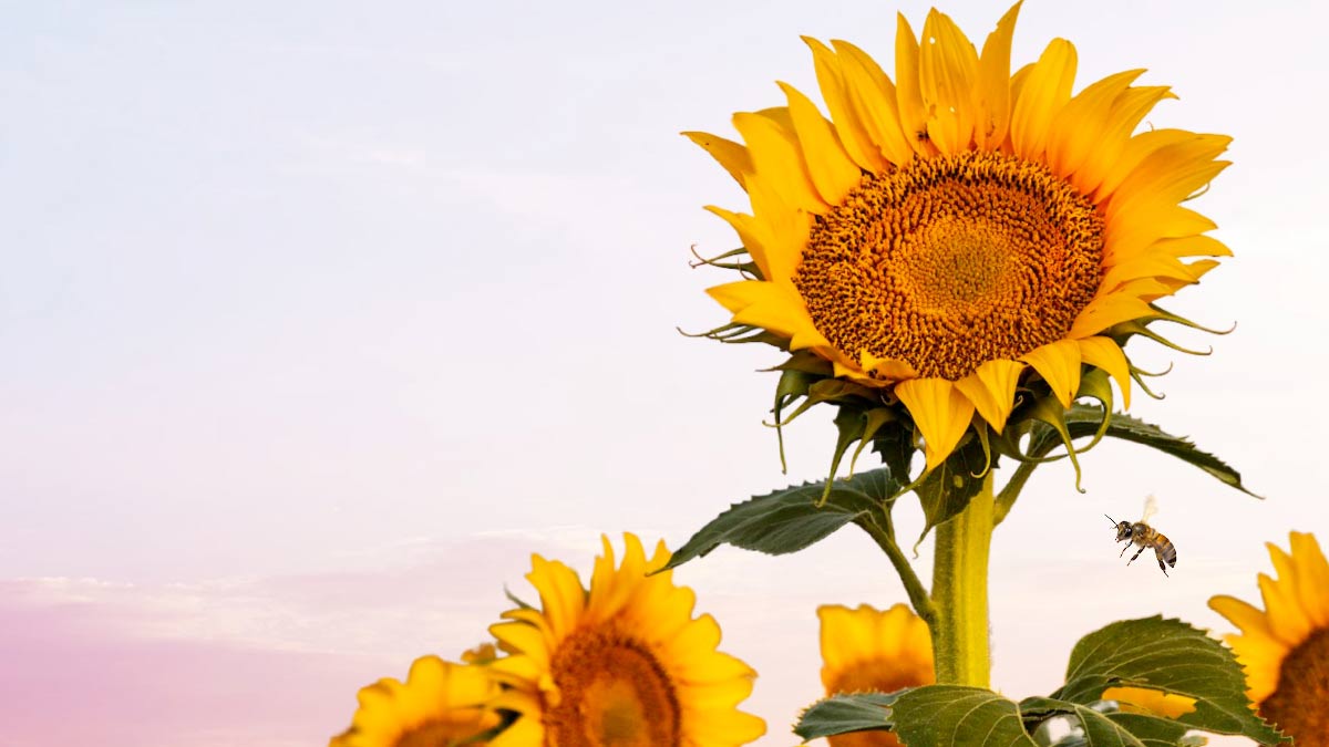 Giant sunflowers.