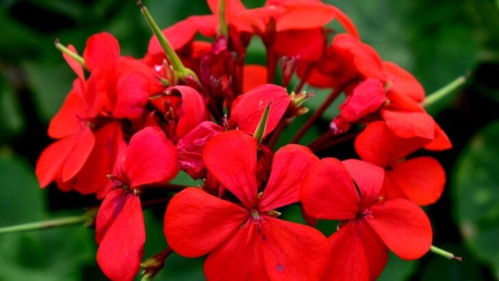 Red geranium (Pelargonium) flowers.