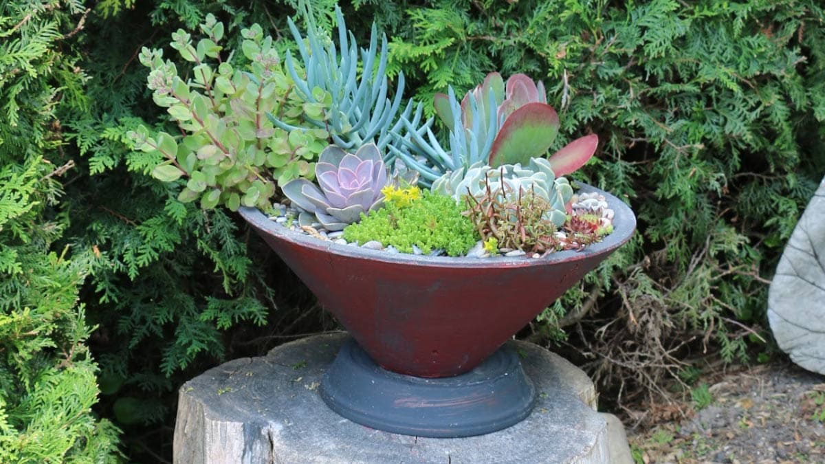 Potted plant arrangement with an assortment of succulents.