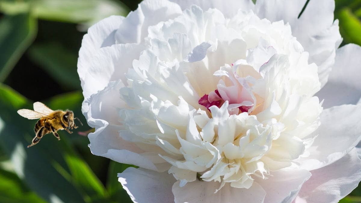 Peony flower with bee.