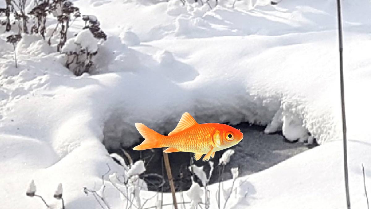 Goldfish and winter pond in garden.