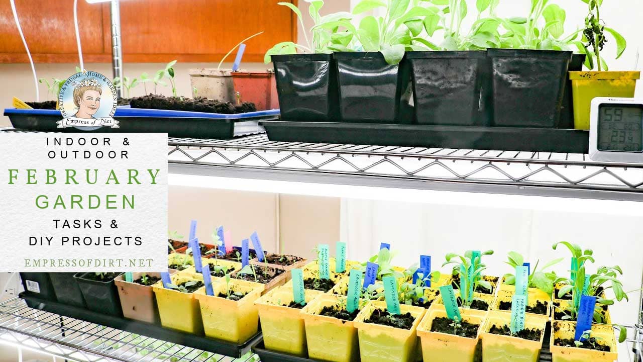 Growing seedlings indoors under LED lights
