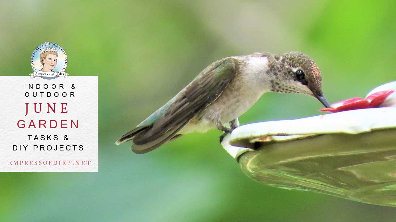 Hummingbird drinking from feeder in June garden