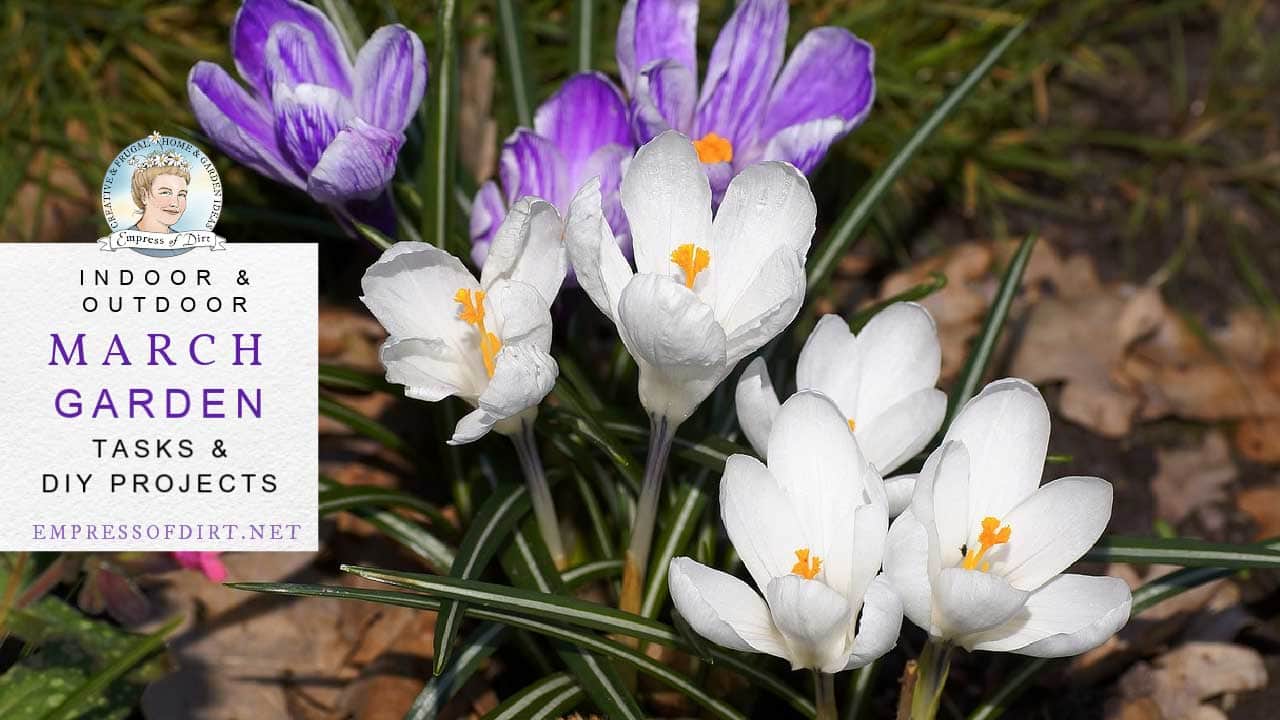 March garden tasks by Empress of Dirt Purple and white crocus flowers in bloom in March garden