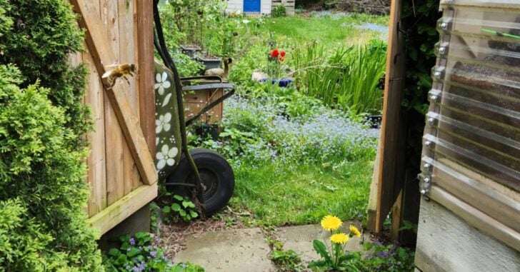 Backyard garden in May with bee and dandelions.