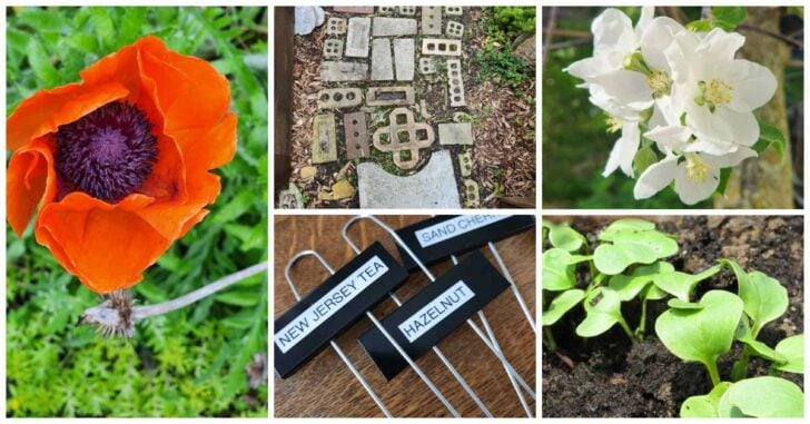 Collage of flowers, garden path, and plant tags.