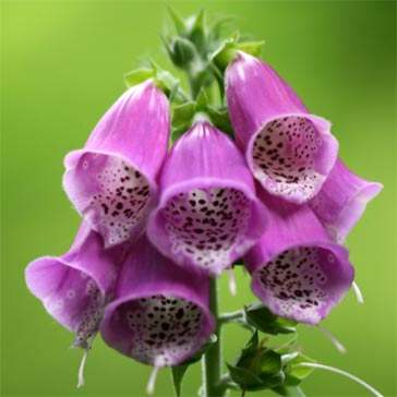 Foxglove flower 