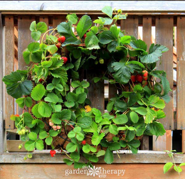 Strawberries growing in a wreath. 