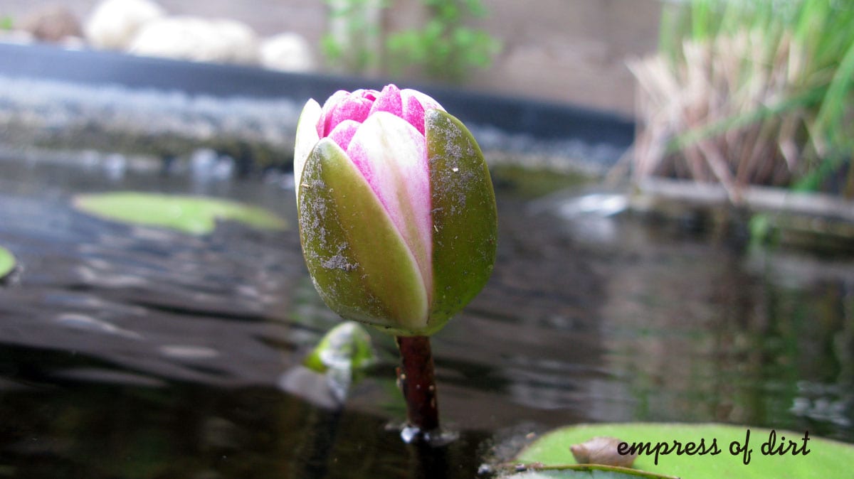 Pink water lily starting to bloom in garden. 