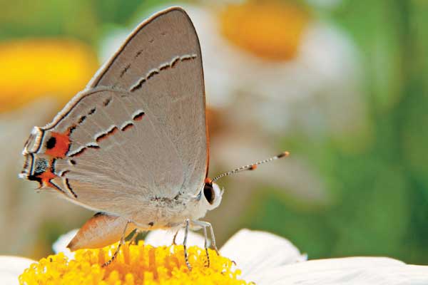 Gray hairstreak butterfly