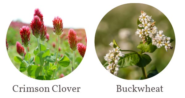 Crimson clover flowers and buckwheat in bloom. 