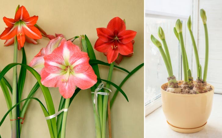 Amaryllis bulbs sprouting and flowering indoors.