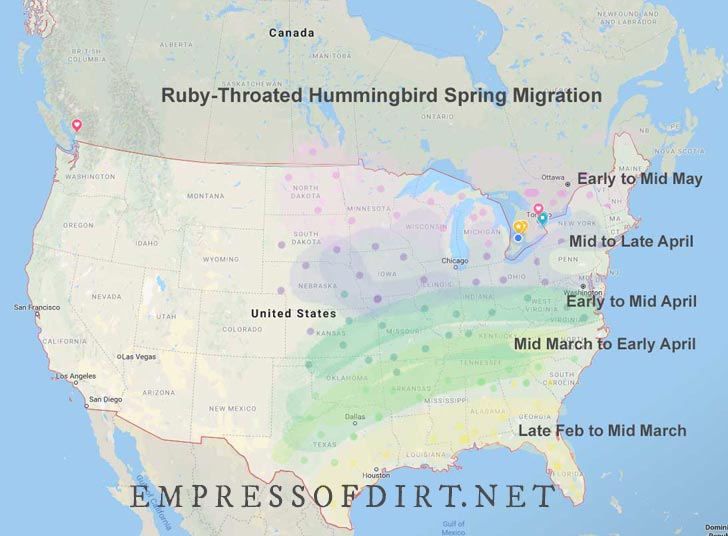 Ruby throated hummingbird migration map with estimated arrival dates in spring.