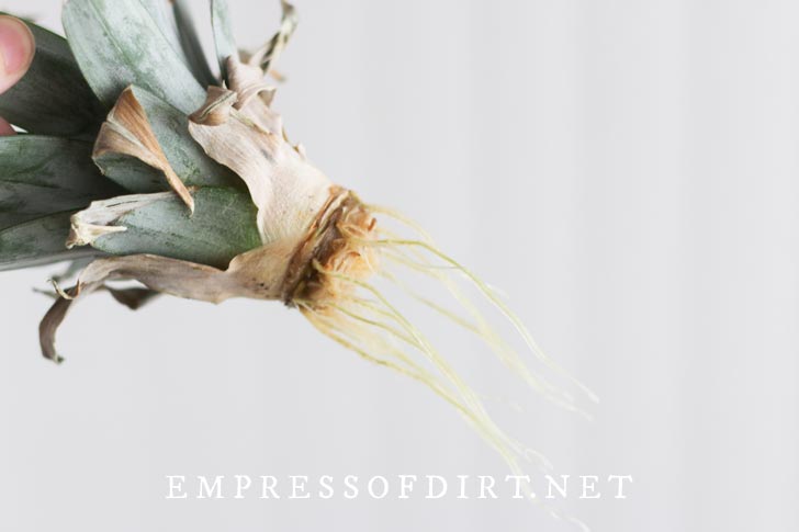 Rooting a pineapple crown.