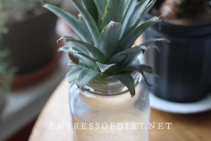 Pineapple crown rooting in water.