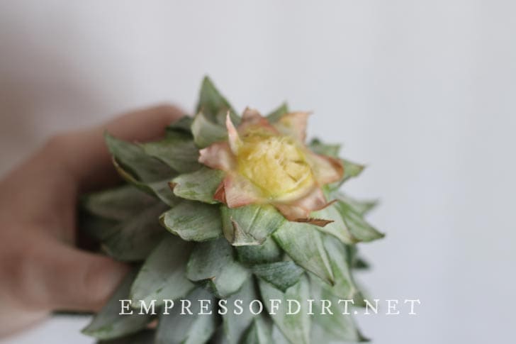 Pineapple crown.