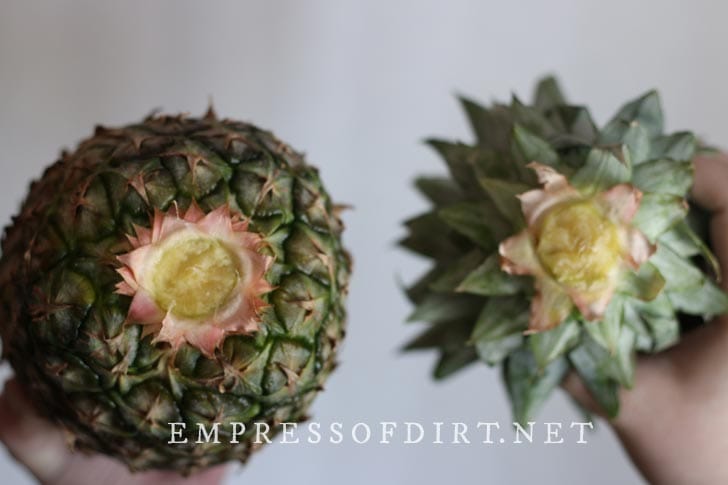 Pineapple crown and base after pulling apart.