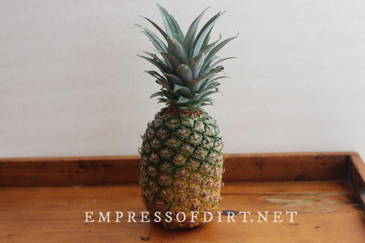Ripe pineapple.