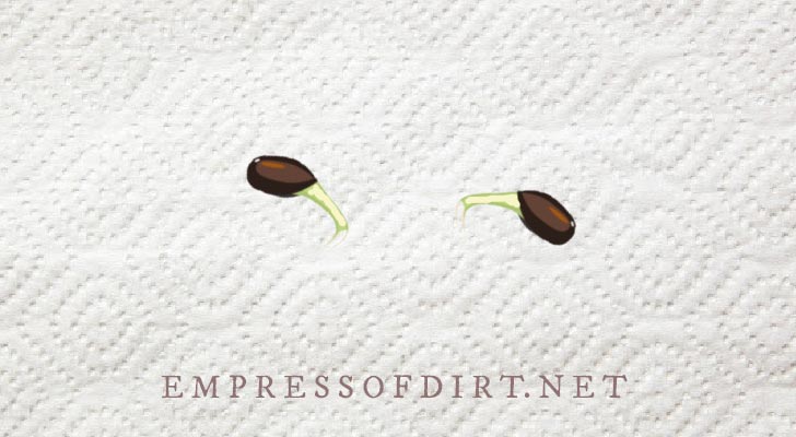 Two sprouting apple seeds on a paper towel. 