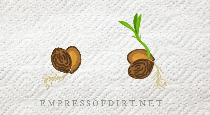 Peach pit sprouting a seedling.