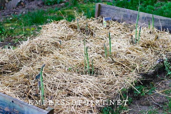Asparagus growing with straw in a raised garden bed.